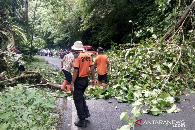 Kurangi risiko bencana, BPBD Agam tebang pohon berpotensi tumbang di jalan provinsi