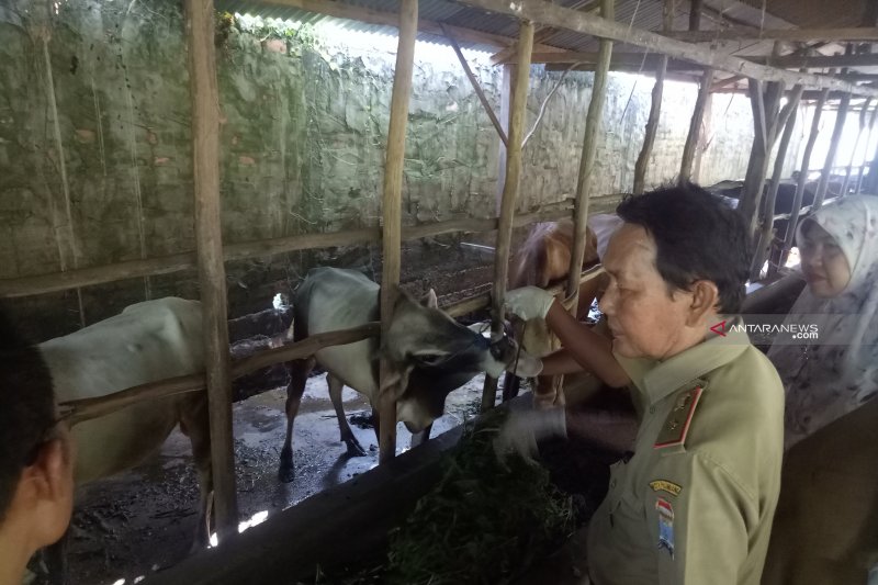Pemkot Palembang ingatkan peternak qurban waspadai dampak kemarau