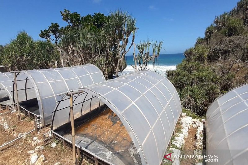 Petani garam di Gunung Kidul alami kendala pemasaran