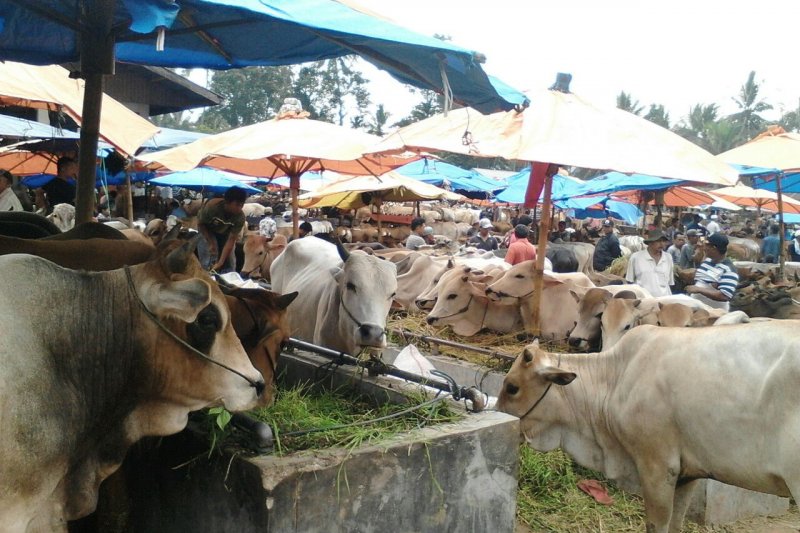 Idul Adha 2019, Kota Solok kekurangan 400 hewan kurban