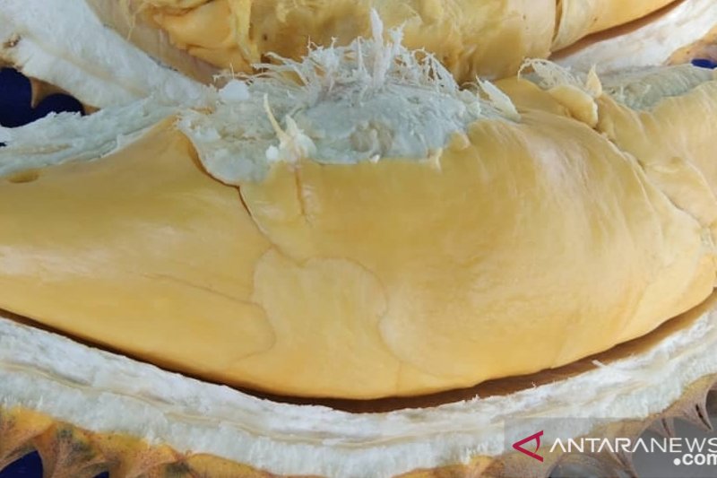 Festival Durian Bumi Khatulistiwa dibuka Gubernur