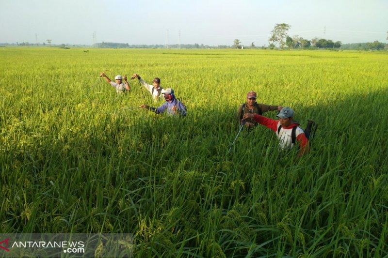 Petani OKU Timur terima bantuan cairan pestisida halau hama wereng