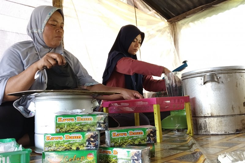 Mau coba kawa daun ?, kini ada dalam bentuk kemasan