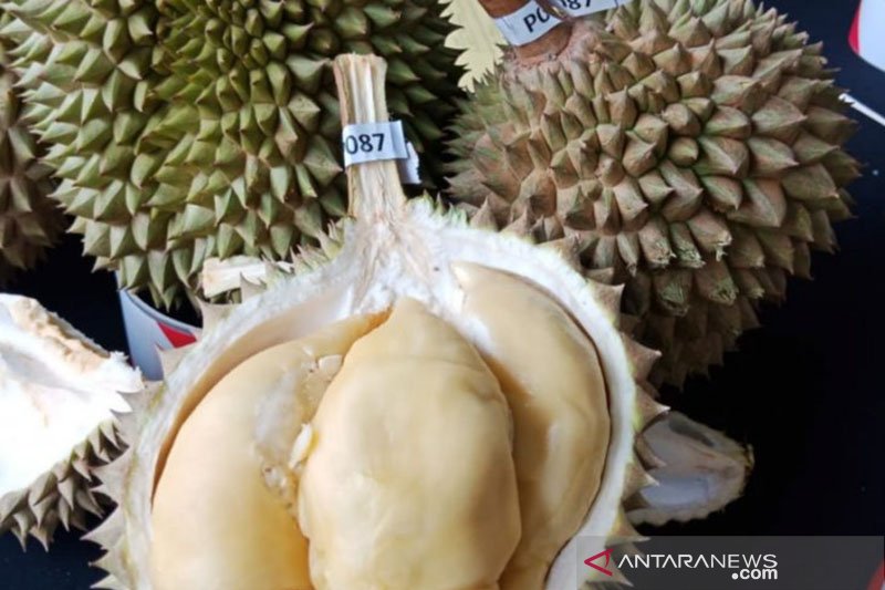 Download 42 Gambar Durian Untuk Diwarnai Paling Bagus Gratis