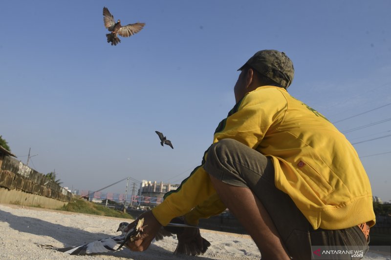 Burung Dara Balap Antara News Sulawesi Tenggara