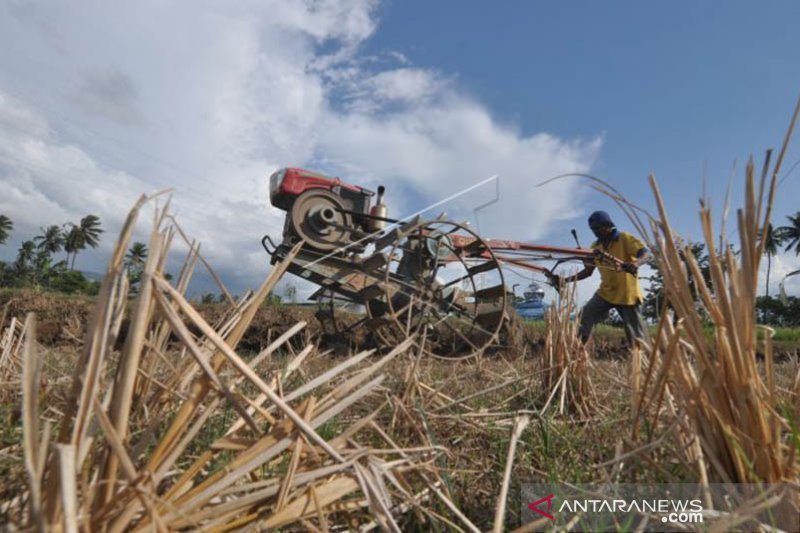 Produksi padi di Palu pascagempa 1.928 ton