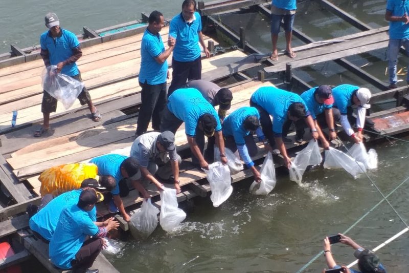 Cegah ikan endemik punah, FAO dan KKP ajak warga Kampar jaga habitat ikan