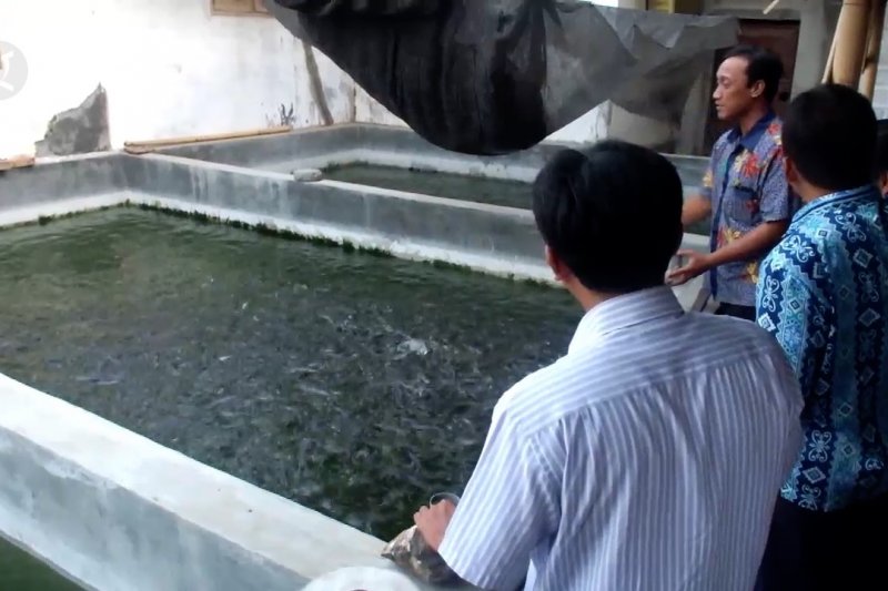 KKP ajak pembudidaya ikan Jember tingkatkan pakan mandiri