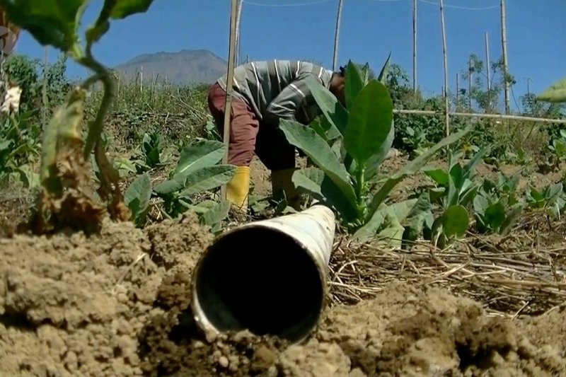Petani sewa mesin pompa air demi tanaman tembakau