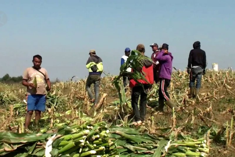 Petani tanam palawija saat musim kemarau