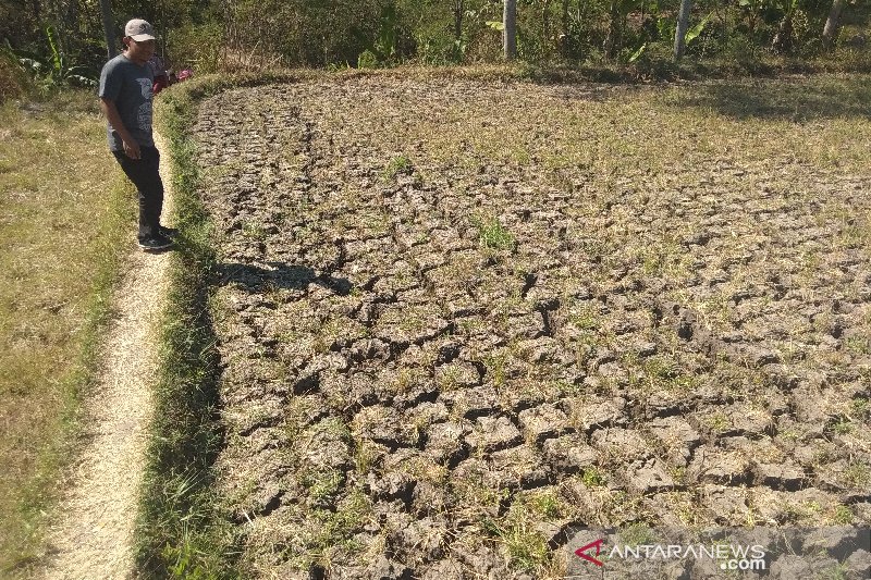 Lahan pertanian kekeringan akibat kemarau, para petani menganggur tak bisa bertani