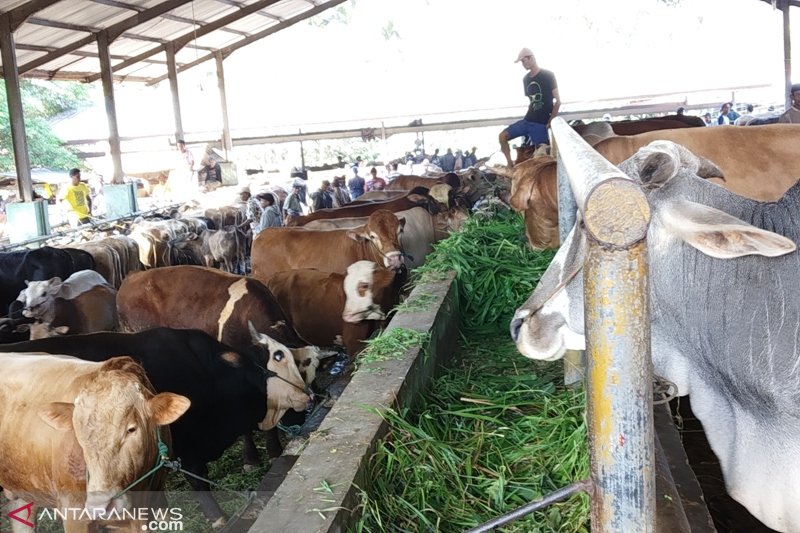 Disnakan OKUT upayakan peningkatan mutu ternak