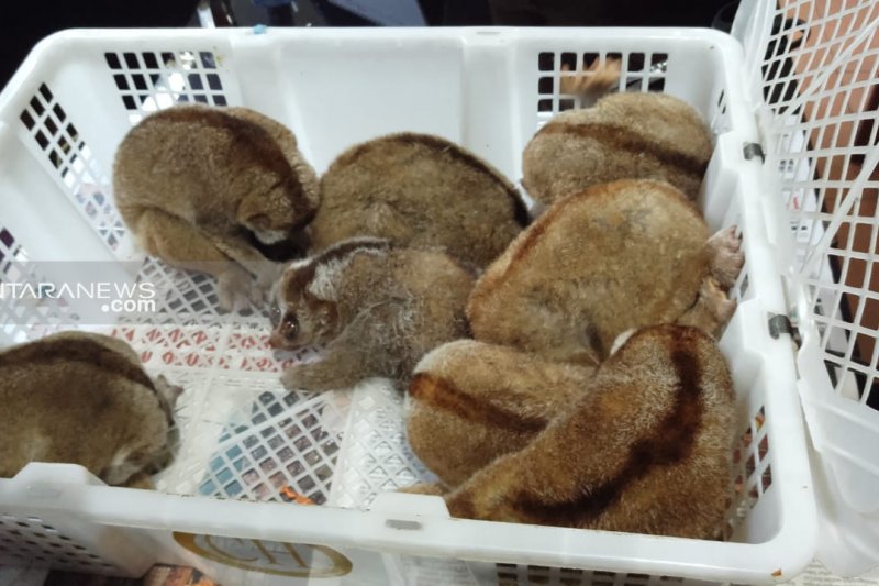 Penjual Kukang dipidanakan, dituntut lima tahun penjara