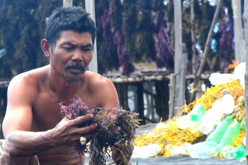 Pembudidaya rumput laut di Nunukan rugi