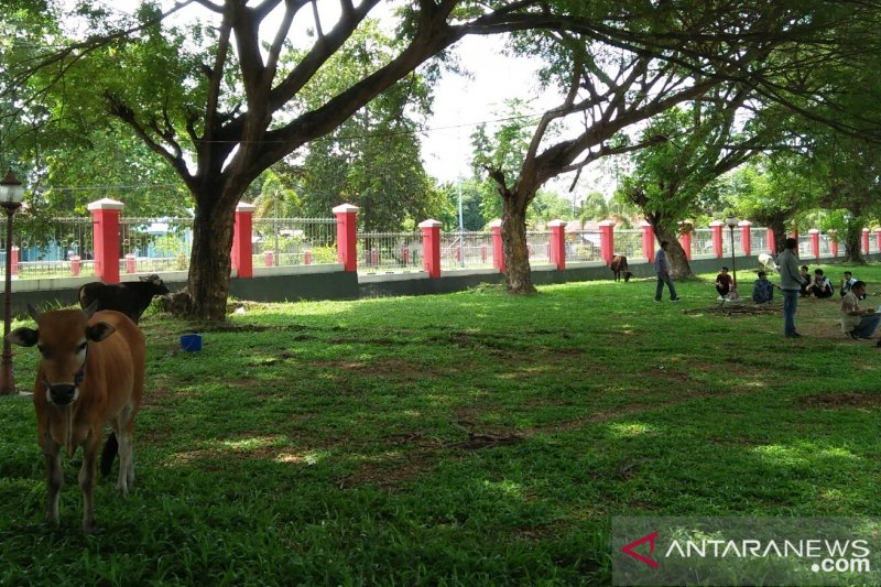Pemda Parigi Moutong sediakan 25 hewan kurban