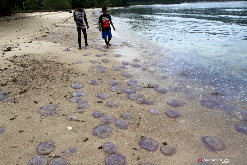 Ratusan Ubur-ubur terdampar di pantai