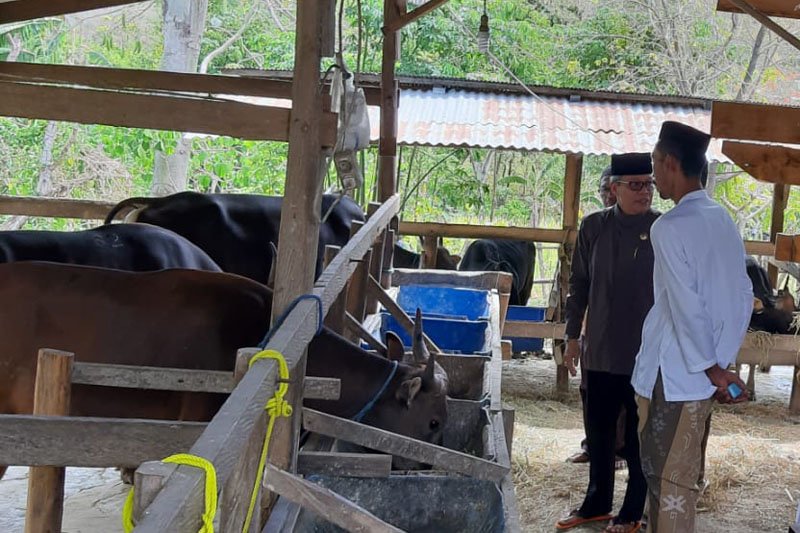 Wali Kota Parepare tinjau peternakan hewan kurban