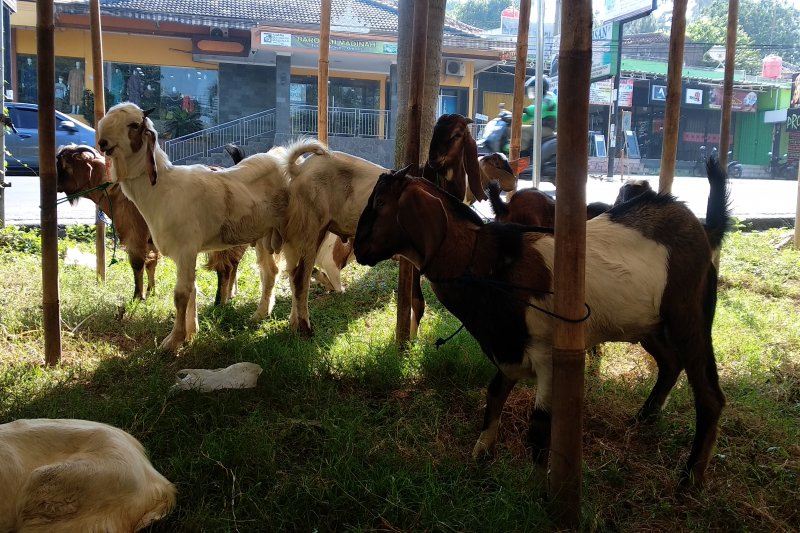 Tim gabungan akan diturunkan saat pemotongan hewan kurban