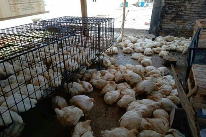 Jelang Idul Adha, harga ayam potong di Mamuju naik