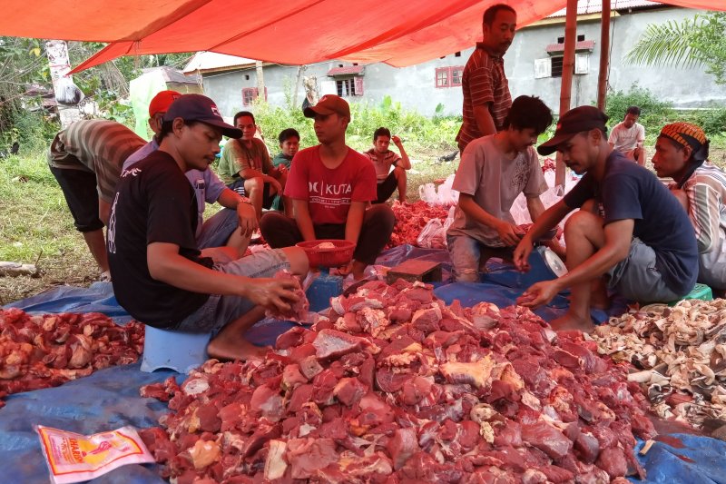 LDII Agam Sembelih 13 hewan kurban saat Idul Adha