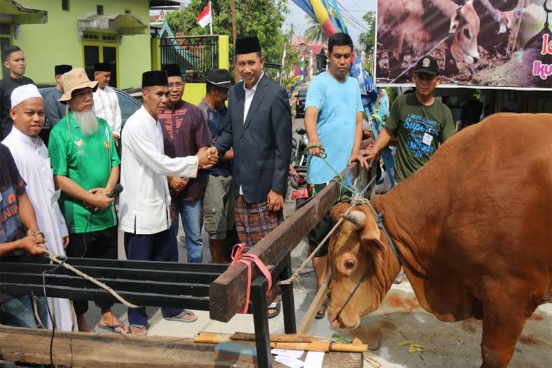 Bupati serahkan sapi berbobot 500 kg untuk kurban