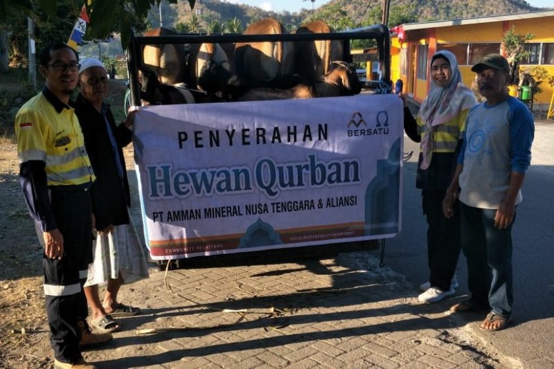 AMNT dan Yayasan Muslim Batu Hijau sumbang 34 ekor sapi