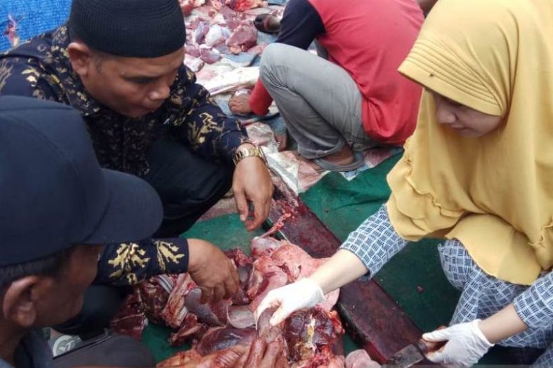 Dua sapi kurban di Agam mengidap cacing hati, dibuang karena berbahaya bagi kesehatan