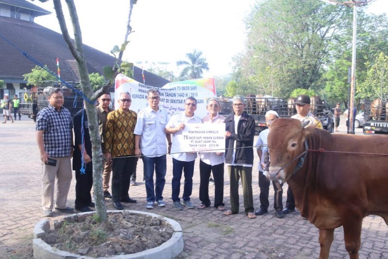 Bukit Asam tebar 75 sapi kurban untuk 28 desa