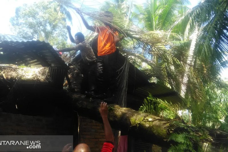 Pohon sawit roboh, rumah warga Tiku Utara rusak parah