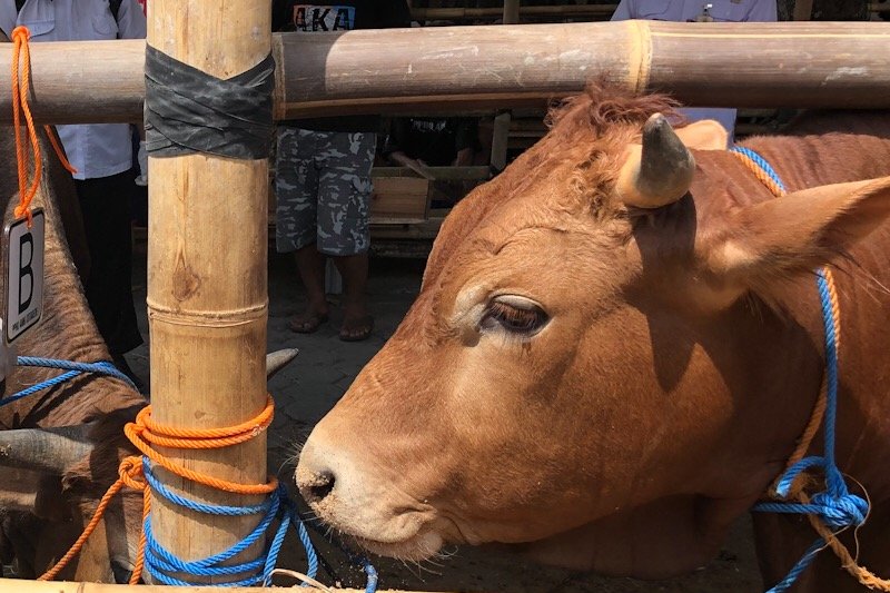 RPH Giwangan menyiapkan tenaga penyembelih hewan kurban hingga Rabu