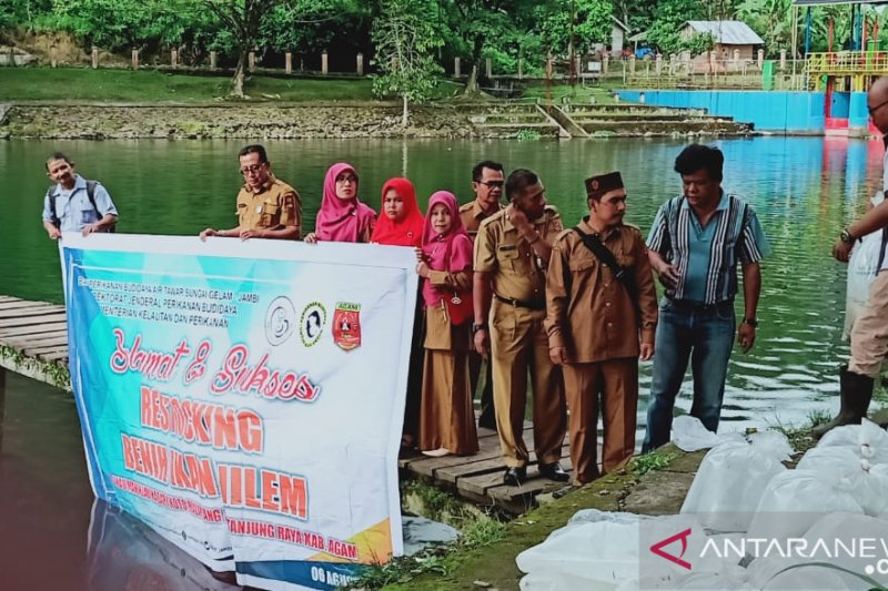 188 ribu ekor bibit ikan Nilem dilepas ke Danau Maninjau, ini tujuannya