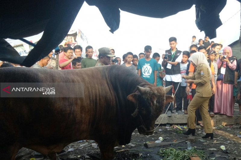 Sapi kurban Wakil Wali Kota Palembang mengamuk saat akan disembelih