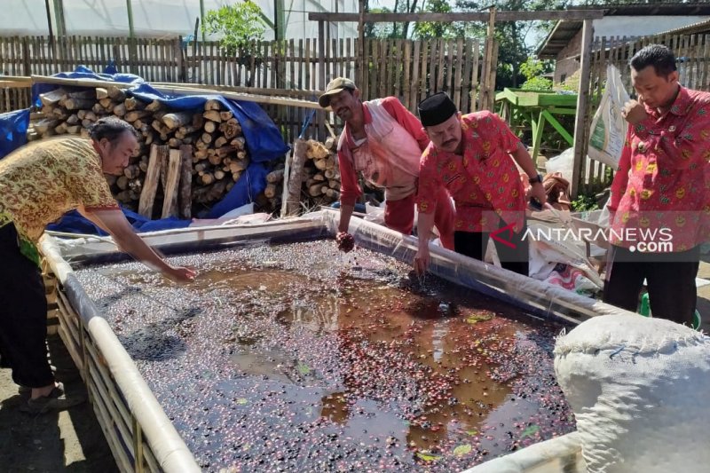 Kopi impor asal Vietnam diduga turunkan harga jual kopi petani