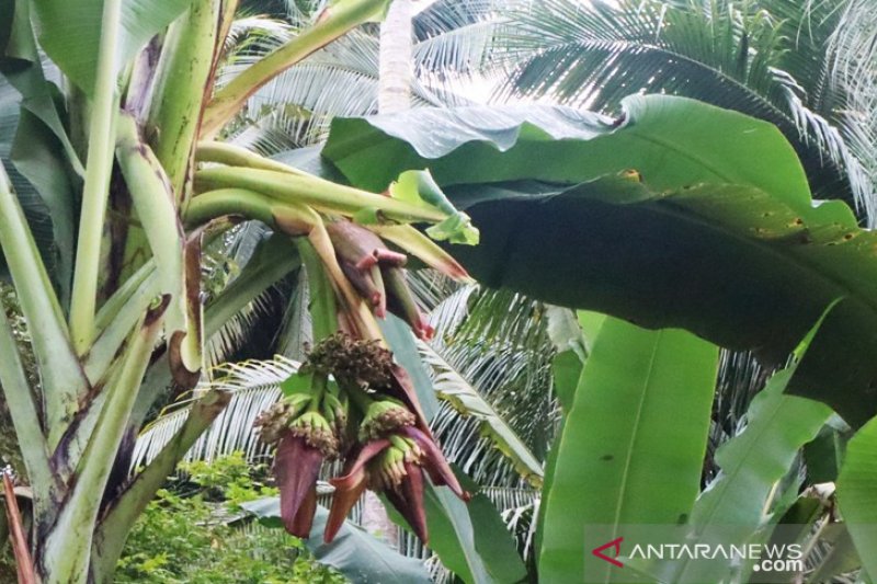 segudang-manfaat-jantung-pisang-bagi-kesehatan-tubuh
