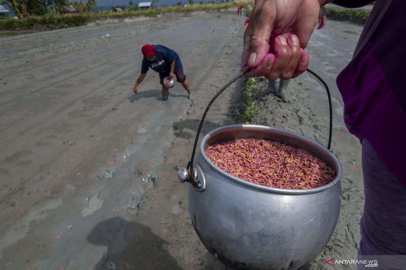 Petani sawah di Sigi pertahankan cara tradisional menanam