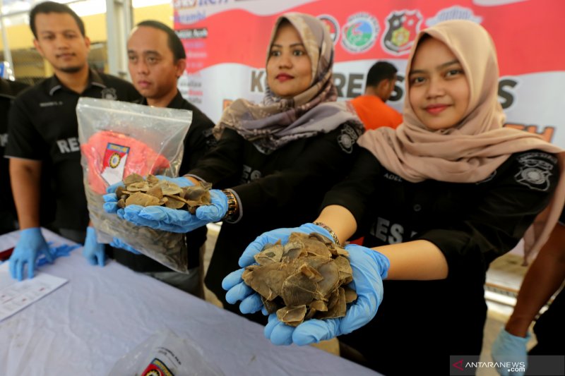 Amankan sisik satwa Trenggiling