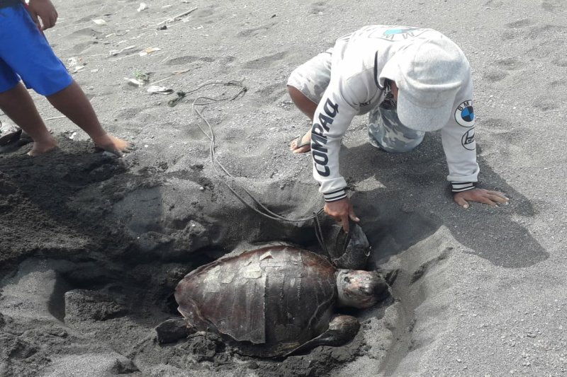 Seekor penyu kembali ditemukan mati terdampar di Pantai Karangwuni
