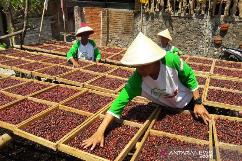 Petani Temanggung diminta hanya petik kopi merah