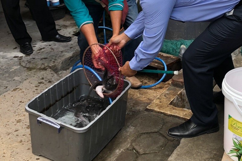 Realisasi budi daya lele cendol di Yogyakarta mencapai 30 persen