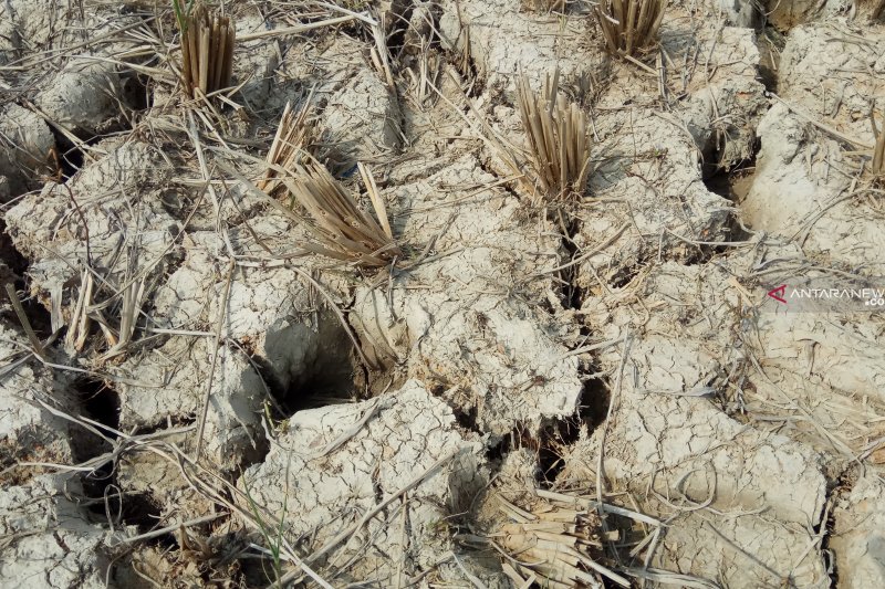 Ratusan hektare sawah di Kabupaten Mesuji kekeringan