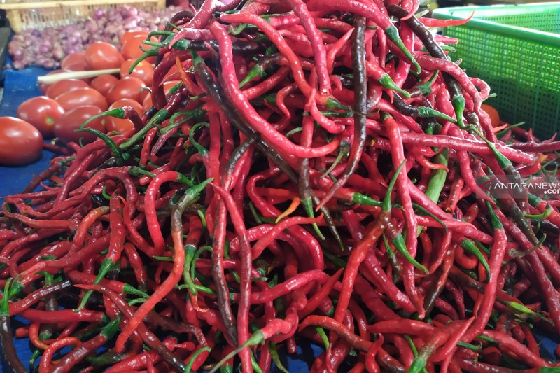 Harga cabai naik, petani di Sigi untung