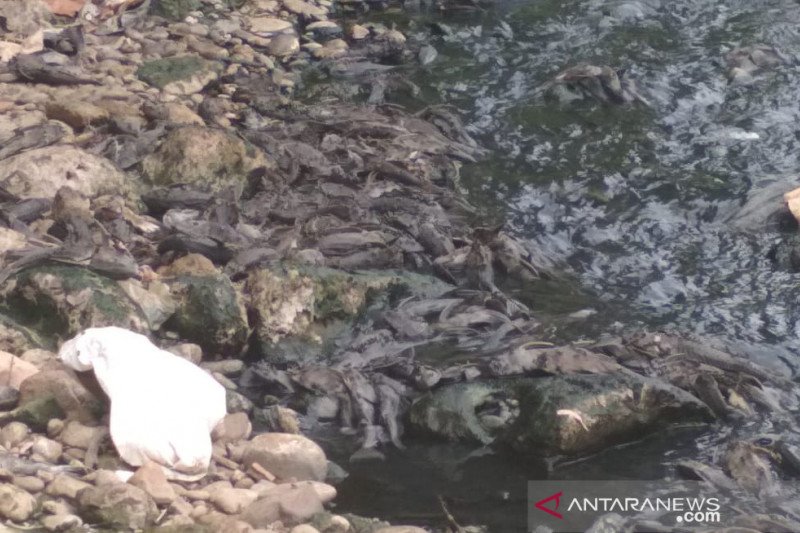 Ombudsman temukan ratusan ikan sapu-sapu mati Sungai Cileungsi