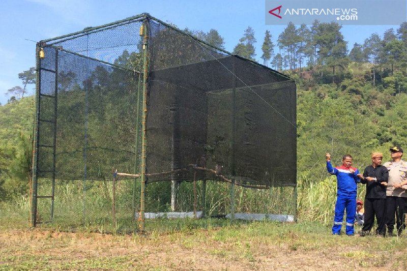 Jaga populasi di Hutan Kamojang, dua elang dilepasliarkan