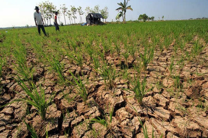 Produksi petani di Pulang Pisau menurun selama musim kemarau