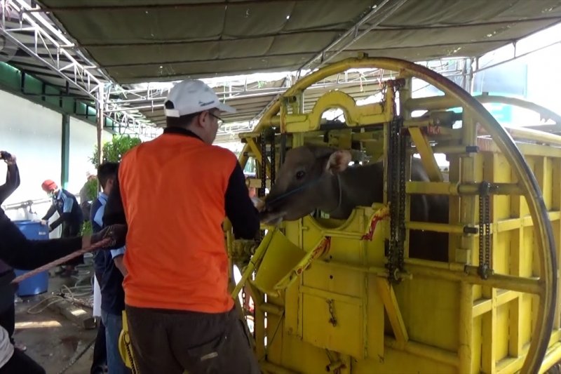 Cara cepat dan aman potong hewan kurban