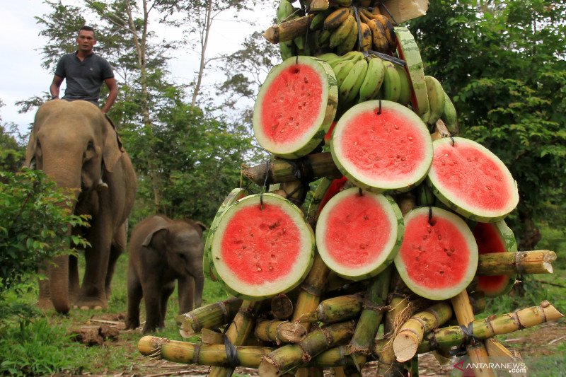 Perayaan 40 Hari Kelahiran Gajah Jinak Di Cru Alue Kuyun