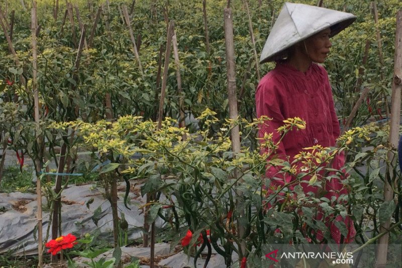 Petani cabai di Sleman resah oleh marak pencurian di sawah