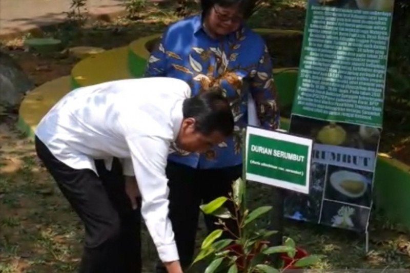 Presiden Jokowi tanam durian serumbut di Taman Digulis Untan Pontianak