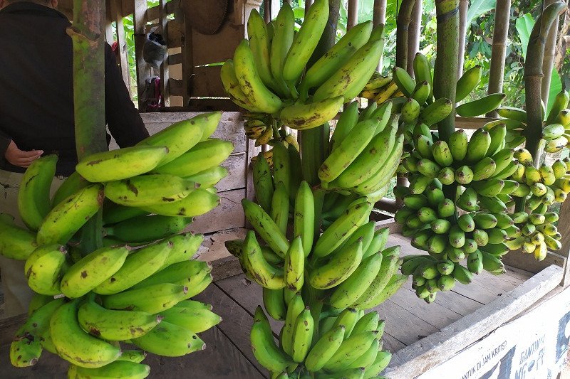 Musim kemarau pisang sulit didapat dan harganya naik