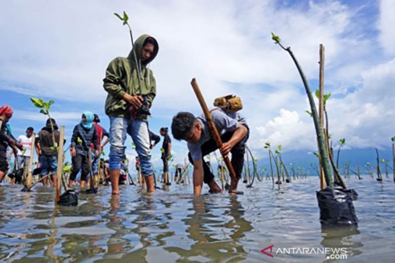 Rekomendasi ahli: Kurangi risiko tsunami di Palu dengan tanaman pantai